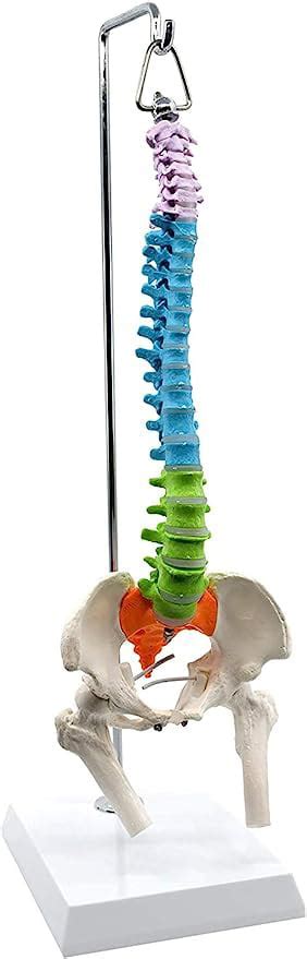 Wellden Medical Anatomical Mini Spine With Femur Nerve Didactic