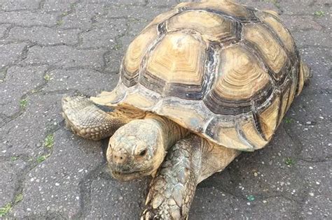 Missing Tortoise Beat Freezing Winter By Burying Itself Four Feet