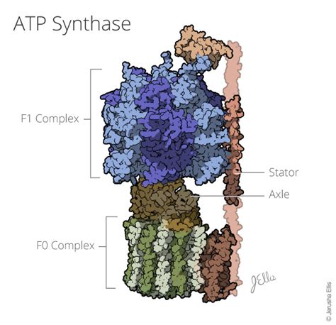 ATP Synthase – Jerusha Ellis Medical Illustration & Instructional Design