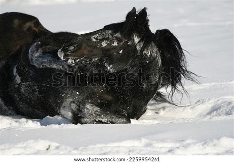 Friesian Horse Rolling Joyfully Snow Stock Photo 2259954261 | Shutterstock