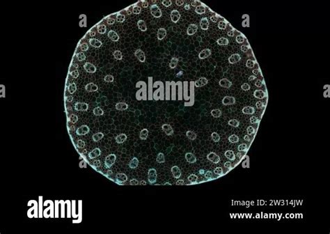 monocotyledon stem - cross section cut under the microscope microscopic view of plant cells for ...