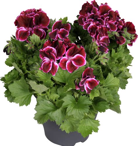 Edel Geranie Bella Donna Purpur Topf Ø 23 cm Pelargonium Grandiflorum