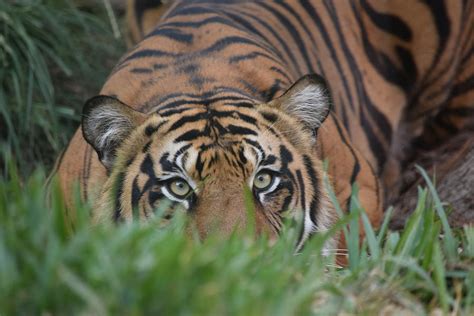 Tiger In The Grass Photograph By Steve Scheunemann Pixels