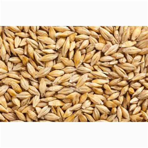 Закупаем ячмень — Agro-Kazakhstan
