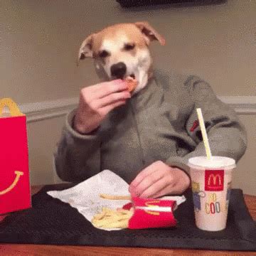 Dog Eating GIF - Dog Eating Studying - Discover & Share GIFs