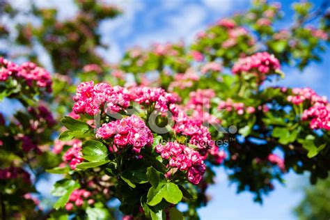 Bloosoming Pink Flowers Of Hawthorn Tree Stock Photo | Royalty-Free | FreeImages