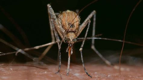 Por qué pican los mosquitos más a unas personas que a otras