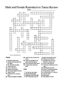 Reproductive System Crossword Puzzle By Sandra Gibbs Tpt