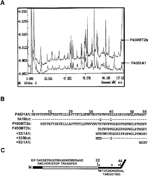 Figure From Targeting Of Nh Terminalprocessed Microsomal Protein To