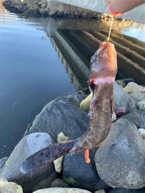 Lake Wisconsin - Wisconsin Fishing Reports