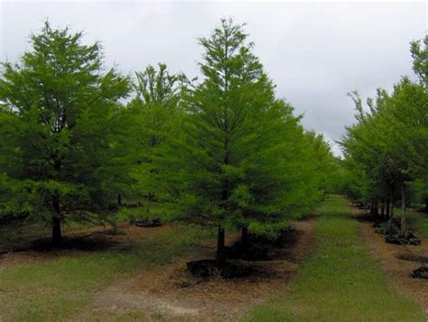 Bald Cypress - Red Pebble Trees