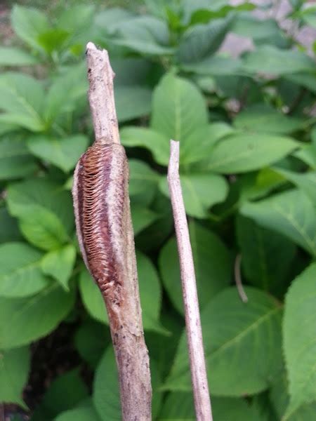 Carolina Mantis Ootheca Egg Case Project Noah