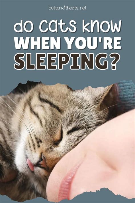 Do Cats Know When You Re Sleeping Answered Explained Artofit