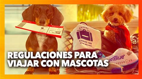 Regulaciones Para Viajar Con Mascotas Hablemos De Mascotas Con La Dra