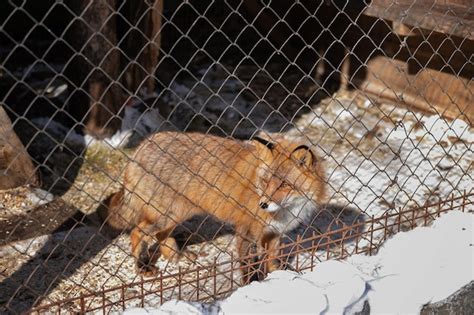 Premium Photo Young Red Fox In The Zoo Enclosure On A Sunny Winter