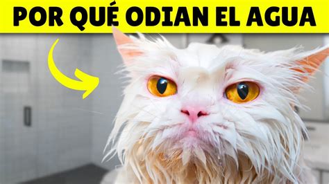 Por Qu Los Gatos Odian Tanto El Agua La Verdadera Respuesta Youtube