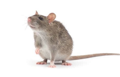 Comment Se D Barrasser Des Rats Les R Pulsifs Naturels Et Efficaces