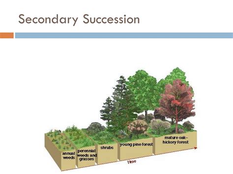 Ppt Ecological Succession Powerpoint Presentation Free Download Id