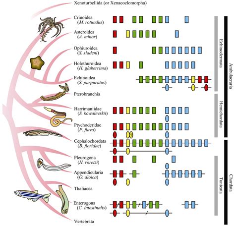 Figure 1 From Evolution Of Invertebrate Deuterostomes And Hox ParaHox