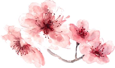 Watercolor Flowers Pink At Explore Collection Of