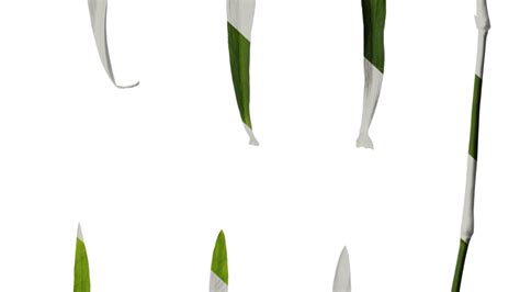 Anydrafts Dianthus Caryophyllus Leaf 03 Texture Blender Market