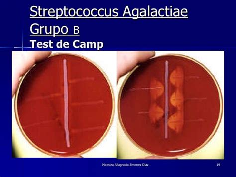 Resúmen De Bacterias De Importancia Medica