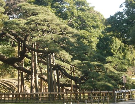 Hamarikyu Garden in Tokyo - a picturesque oasis in the metropolis ...