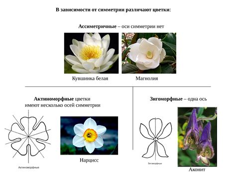Двойной околоцветник - фото и картинки: 68 штук