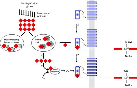 A Molecular Basis For Co Dependent Activation Of K Atp Channels Figure