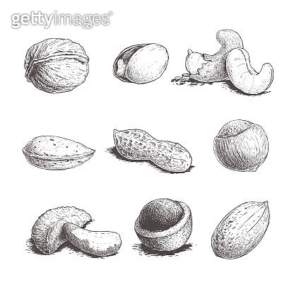 Different Nuts Set Sketch Style Hand Drawn Nuts With Nutshells Walnut