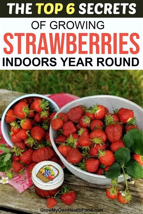 Strawberries In A Bowl With The Title Top 6 Secrets Of Growing