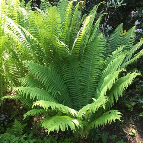 Spring Hill Nurseries 2 In Pot Green Foliage Ostrich Fern Matteuccia