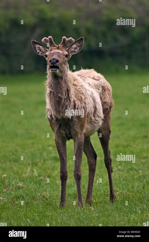 English Red Stag Hi Res Stock Photography And Images Alamy