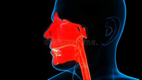 Human Internal Organs Respiratory System Larynx And Pharynx Anatomy