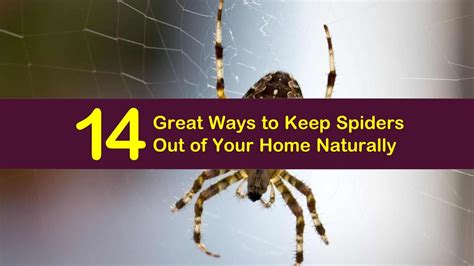 14 Great Ways To Keep Spiders Out Of Your Home Naturally