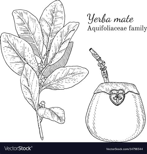 Ink Yerba Mate Hand Drawn Sketch Royalty Free Vector Image