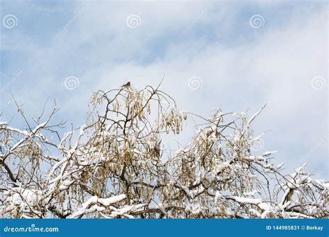 Ramas De Rboles En Nieve Imagen De Archivo Imagen De Helada