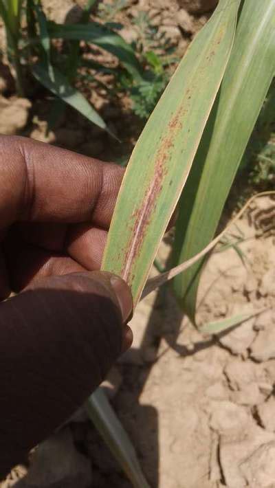 is it red stripe disease or red rot | Community | Plantix