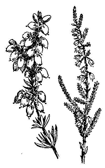 Heather Flower Drawing At Explore Collection Of