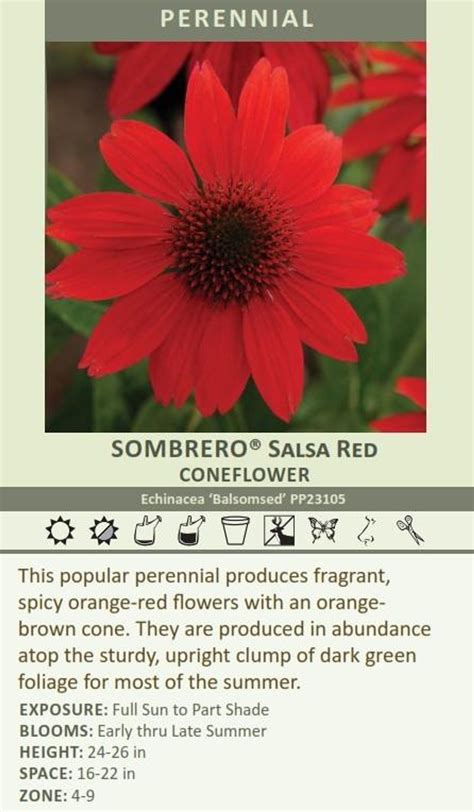 Echinacea SOMBRERO SALSA RED ('Balsomsed' PP23113.00) shipped from
