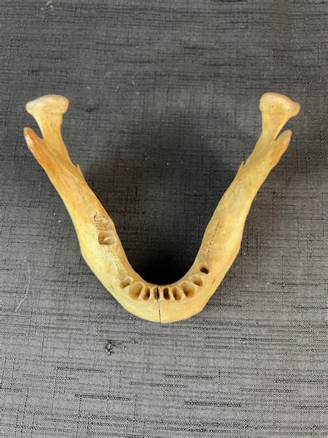 2 Part Edentate Mandible