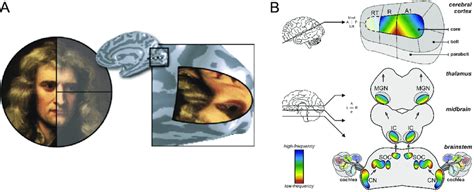 Retinotopic Map And Tonotopic Map A Activity Patterns On The