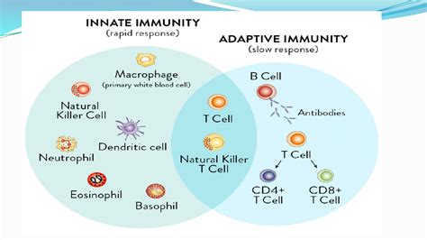 SOLUTION Immunology Complete Lectures Studypool