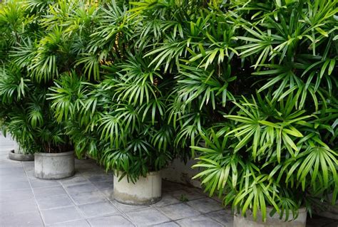 Types Of Palm Trees That Can Grow Indoors