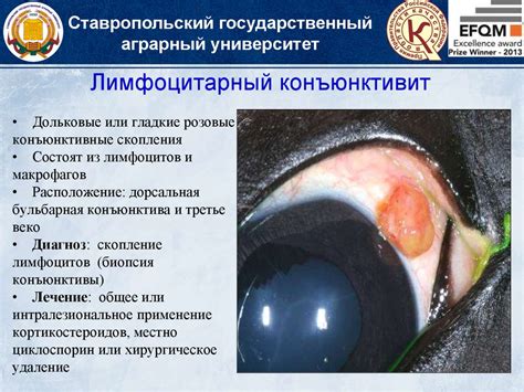 Конъюнктивиты у лошадей - презентация онлайн