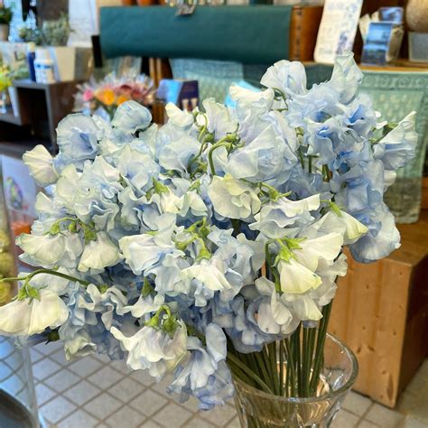 スイートピー「そらいろ」 大森の花屋 大花園の花ログ