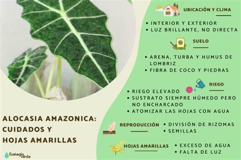 Alocasia Amazonica Cuidados Y Hojas Amarillas Gu A Completa