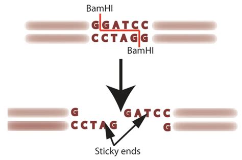 Restriction Enzyme Analysis How To Make The Cut