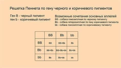 Все о немецкой овчарке. Личный сайт Людмилы Архангельской