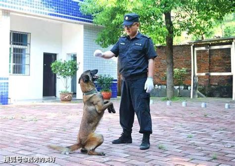 马犬为什么能取代德国牧羊犬，成为警犬中的主流？营养狗狗训练